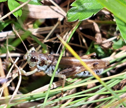 Club-legged Grasshopper