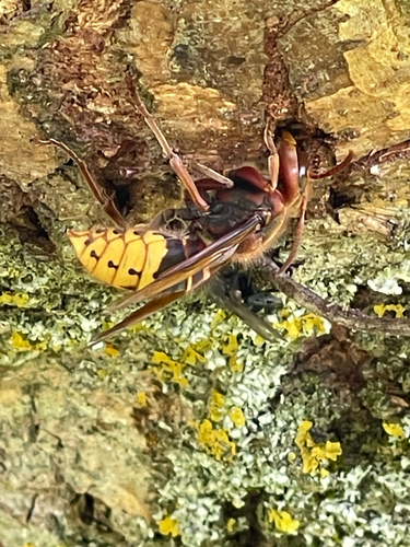 European Hornet