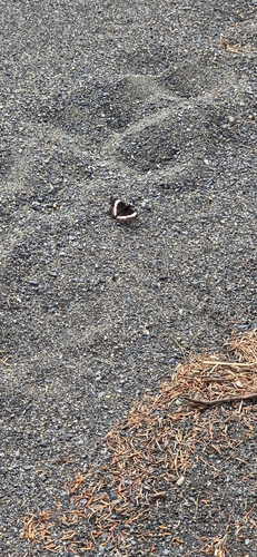 Red-spotted Admiral