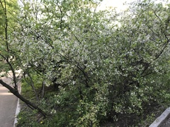 Prunus cerasus