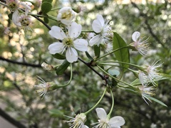 Prunus cerasus