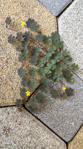 Creeping Woodsorrel