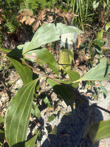 Acacia flavescens, 2026-09-02