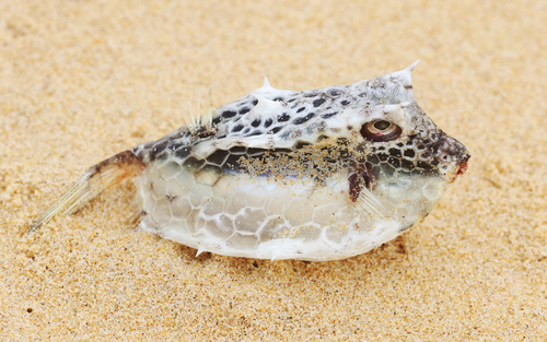 Lactoria diaphana observed 2026-09-02