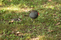 Gallinula chloropus