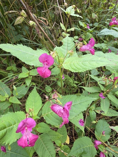 Himalayan balsam