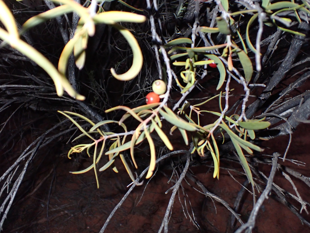 Lysiana exocarpi; photograph (c) Em Lamond, some rights reserved (CC BY)