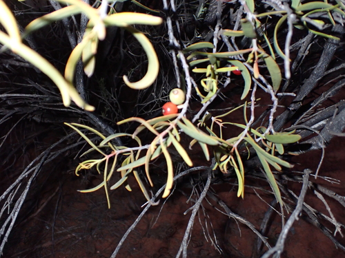Lysiana exocarpi