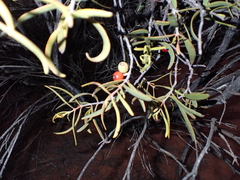 Lysiana exocarpi