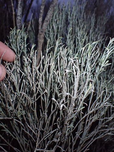 Eremophila scoparia, photograph 2