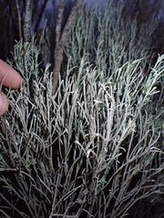 Eremophila scoparia, photograph (c) Em Lamond, some rights reserved (CC BY)