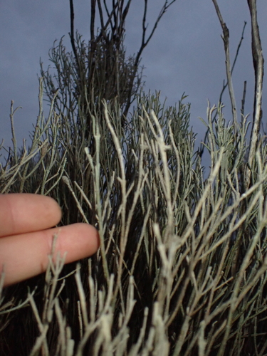 Eremophila scoparia, photograph 3