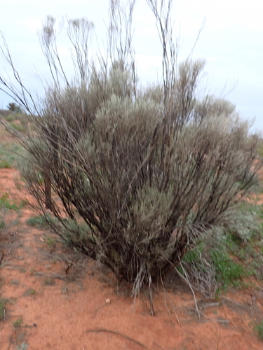 Eremophila scoparia, photograph 4