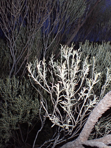 Eremophila scoparia