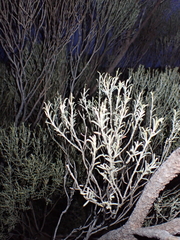 Eremophila scoparia
