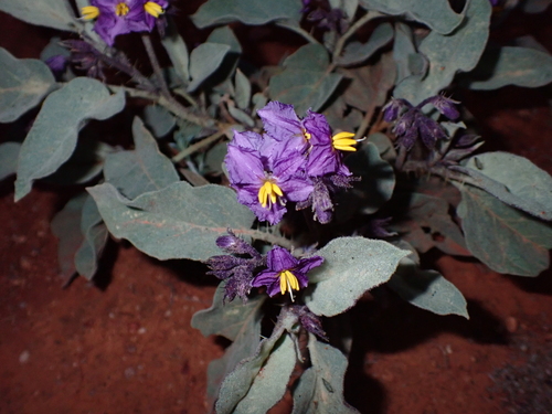 Solanum quadriloculatum, photograph 1
