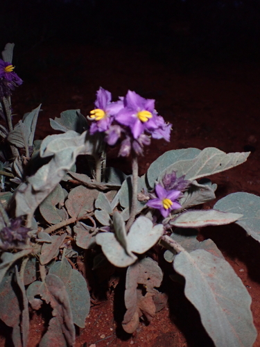 Solanum quadriloculatum, photograph 3