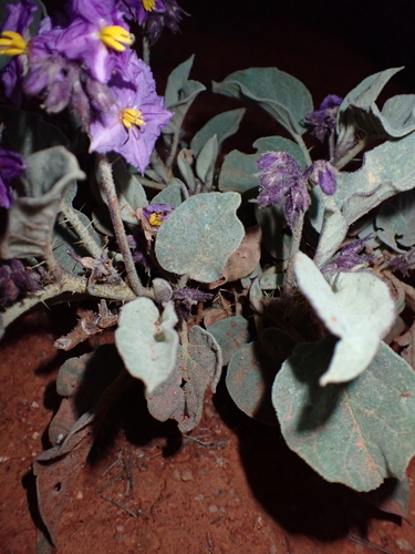Solanum quadriloculatum, photograph 2