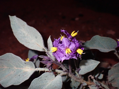 Solanum quadriloculatum, photograph 4