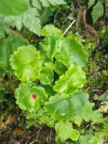Saxifraga rotundifolia, photograph 4