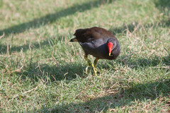 Gallinula chloropus