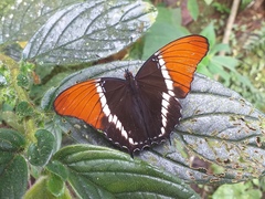 Siproeta epaphus epaphus
