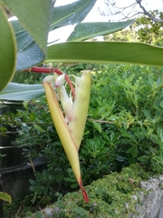 Alpinia zerumbet