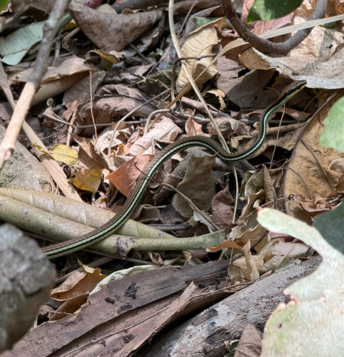 Photo of a Terrific Bronzeback (Dendrelaphis terrificus)