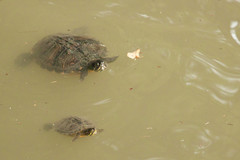 Trachemys scripta