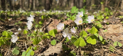 Paprastasis kiškiakopūstis
