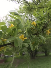 Caragana arborescens