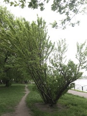 Caragana arborescens