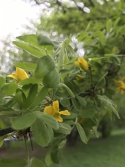 Caragana arborescens