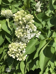 Syringa vulgaris
