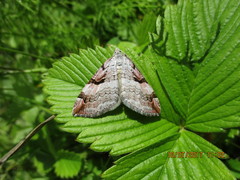 Aplocera praeformata