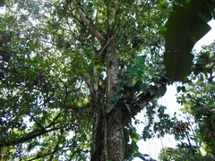 Hevea brasiliensis