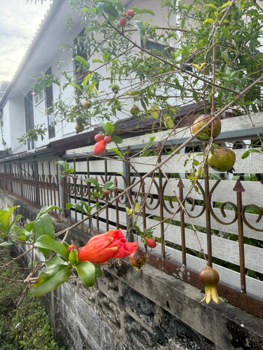 pomegranate