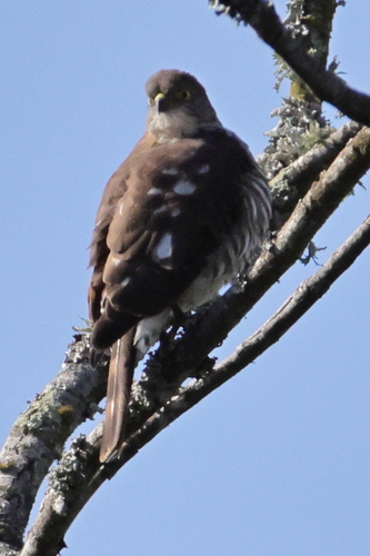 iNaturalist image