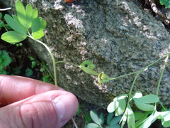 Corydalis cava