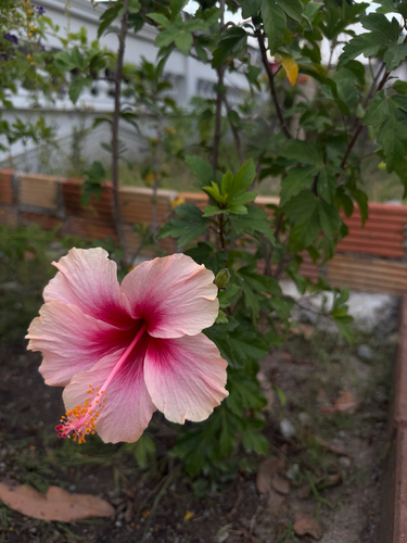 Tricolor Hibiscus