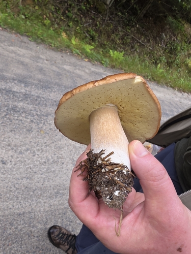 Pine Bolete