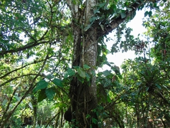 Hevea brasiliensis