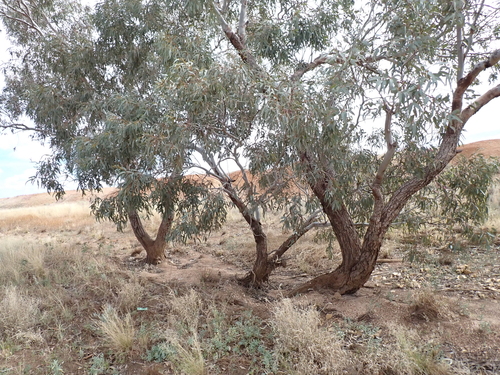 Eucalyptus coolabah, photograph 5