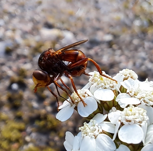 Ferruginous Bee-Grabber