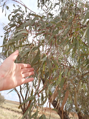 Eucalyptus coolabah, photograph 6