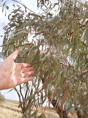 Eucalyptus coolabah, photograph (c) Em Lamond, some rights reserved (CC BY)