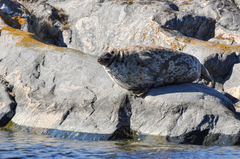 Pusa hispida botnica