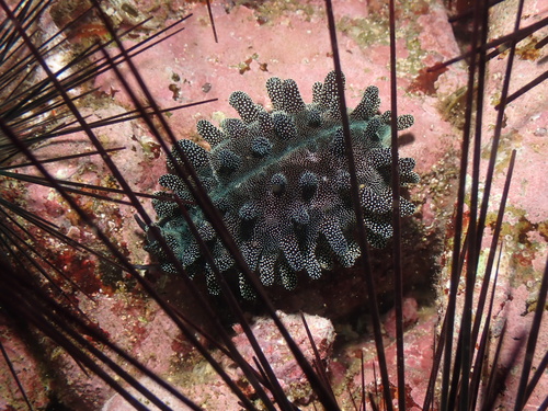 Cypraea talpa observed 2026-09-02
