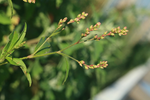 Bunge's smartweed (Polygonum bungeanum)