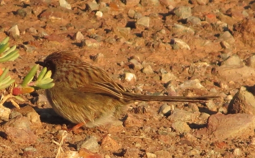 iNaturalist image